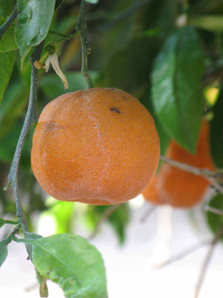            Fruit (Riverside, CA)   